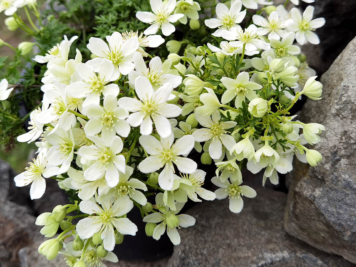Clematis 'Emerald Dream'